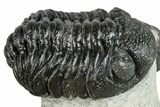 Pair Of Austerops Trilobite - Visible Eye Facets #254547-2